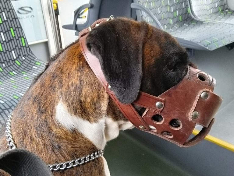 , bokser w transporcie zbiorowym , szczenięta boksera